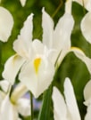 White Excelsior
