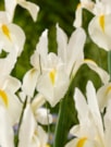 White Excelsior