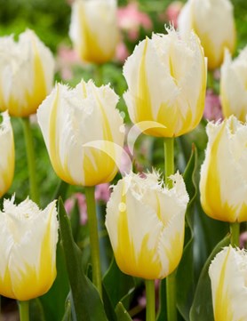 Lemon Beauty ®