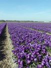 Flower Record