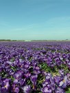 Flower Record