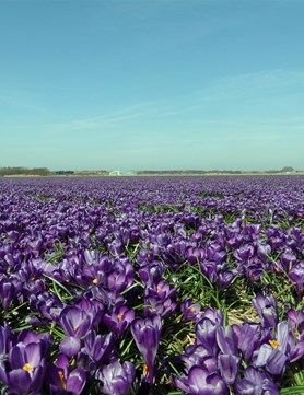 Flower Record