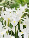 White Excelsior
