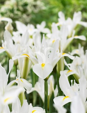 White Excelsior